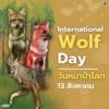 13-สิงหาคม-“วันหมาป่าโลก”-(world-wolf-day)-ถูกกำหนดข