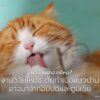 แมวบ้านที่เราคุ้นเคยในปัจจุบัน-(felis-catus)-สืบเชื้อสายมาจา