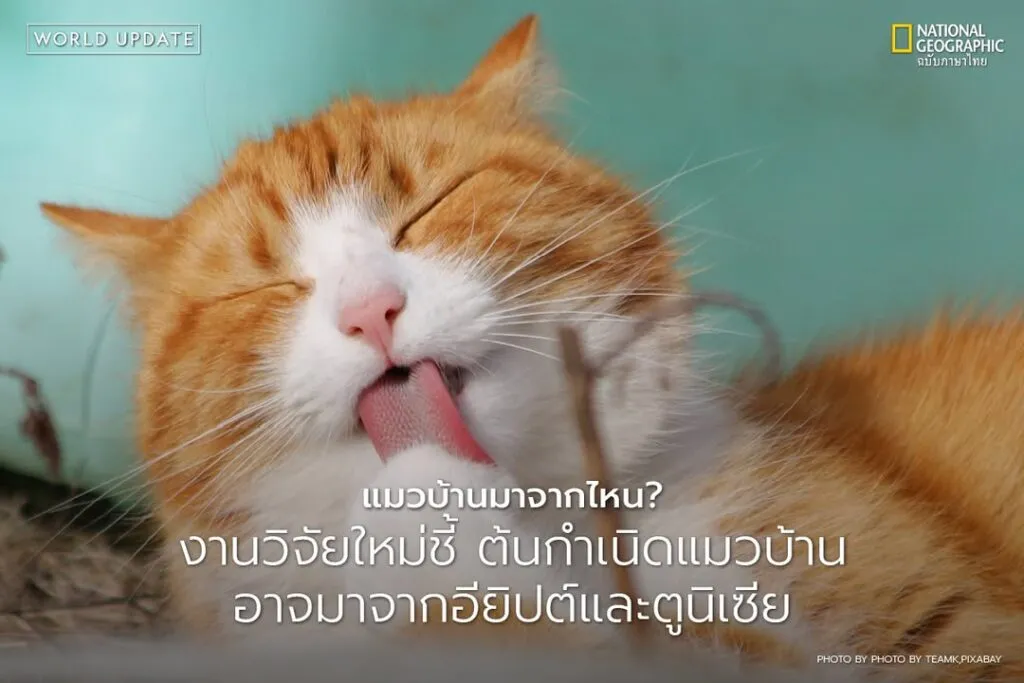 แมวบ้านที่เราคุ้นเคยในปัจจุบัน-(felis-catus)-สืบเชื้อสายมาจา