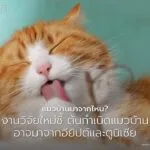แมวบ้านที่เราคุ้นเคยในปัจจุบัน-(felis-catus)-สืบเชื้อสายมาจา