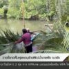 วางซั้งกอฟื้นฟูและอนุรักษ์สัตว์น้ำชายฝั่ง-จ.ตรัง-ข่าวที่คุณ