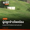 ข้าวโพดเลี้ยงสัตว์-อำเภอแม่แจ่ม-จังหวัดเชียงใหม่-ที่กำลังออก