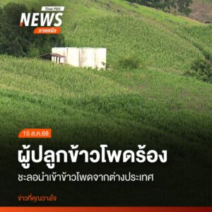 ข้าวโพดเลี้ยงสัตว์-อำเภอแม่แจ่ม-จังหวัดเชียงใหม่-ที่กำลังออก
