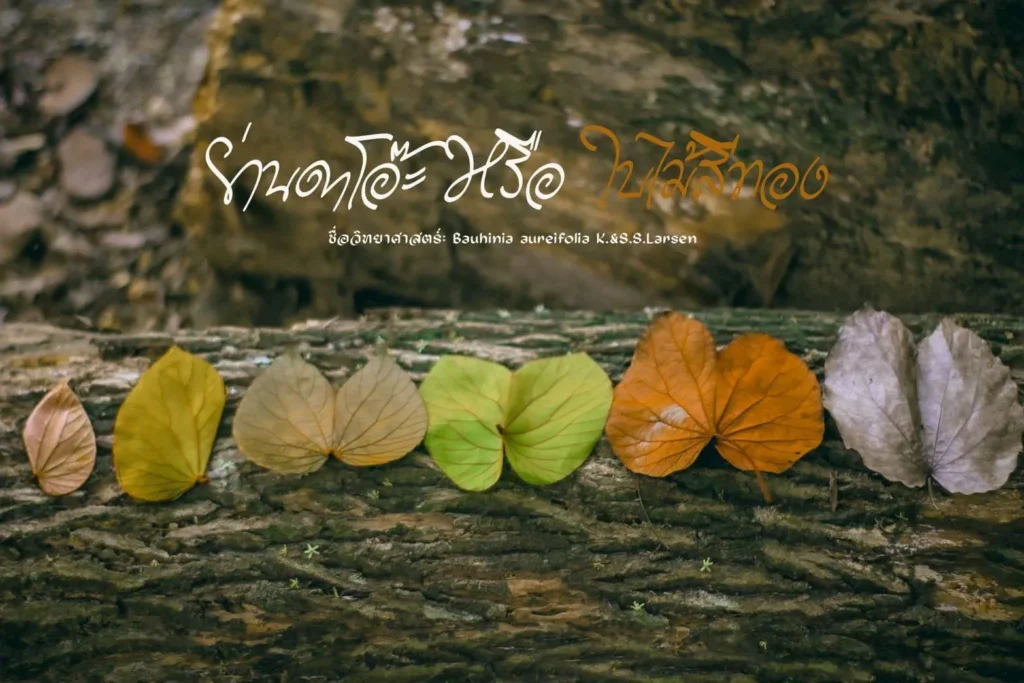 ใบไม้สีทอง.หนึ่งเดียวในโลกในพื้นที่สามจังหวัดชายแดนภาคใต้-เ