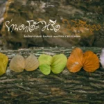 ใบไม้สีทอง.หนึ่งเดียวในโลกในพื้นที่สามจังหวัดชายแดนภาคใต้-เ