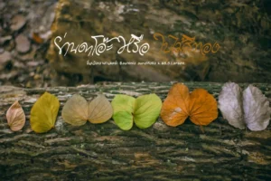 ใบไม้สีทอง.หนึ่งเดียวในโลกในพื้นที่สามจังหวัดชายแดนภาคใต้-เ