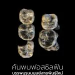 การค้นพบฟอสซิลฟัน-13-ซี่ในเอธิโอเปีย-อาจเปลี่ยนแปลงความเข้าใ