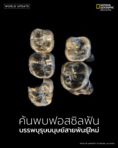 การค้นพบฟอสซิลฟัน-13-ซี่ในเอธิโอเปีย-อาจเปลี่ยนแปลงความเข้าใ