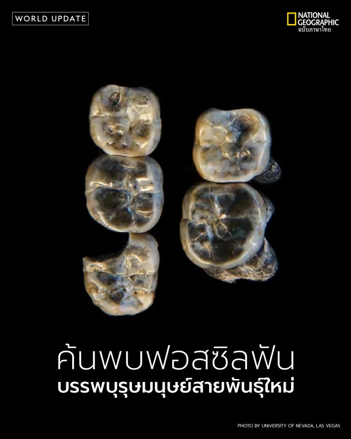 การค้นพบฟอสซิลฟัน-13-ซี่ในเอธิโอเปีย-อาจเปลี่ยนแปลงความเข้าใ
