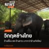 ช้างไทยยังคงเผชิญความเสี่ยงหลายด้าน-ทำให้จำนวนช้างเลี้ยงมีแน