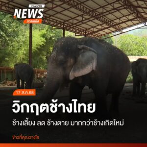 ช้างไทยยังคงเผชิญความเสี่ยงหลายด้าน-ทำให้จำนวนช้างเลี้ยงมีแน