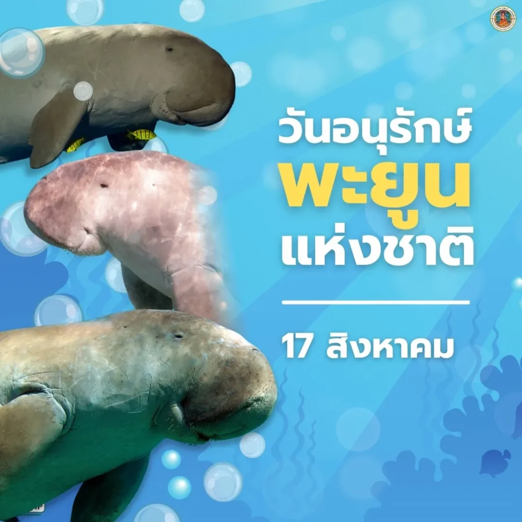 17-สิงหาคม-วันอนุรักษ์พะยูนแห่งชาติ-เพื่อรำลึกถึงการจากไปของ