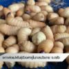 เพาะพ่อแม่พันธ์ุด้วงสาคูในกะละมังขาย-จ.ตรัง-