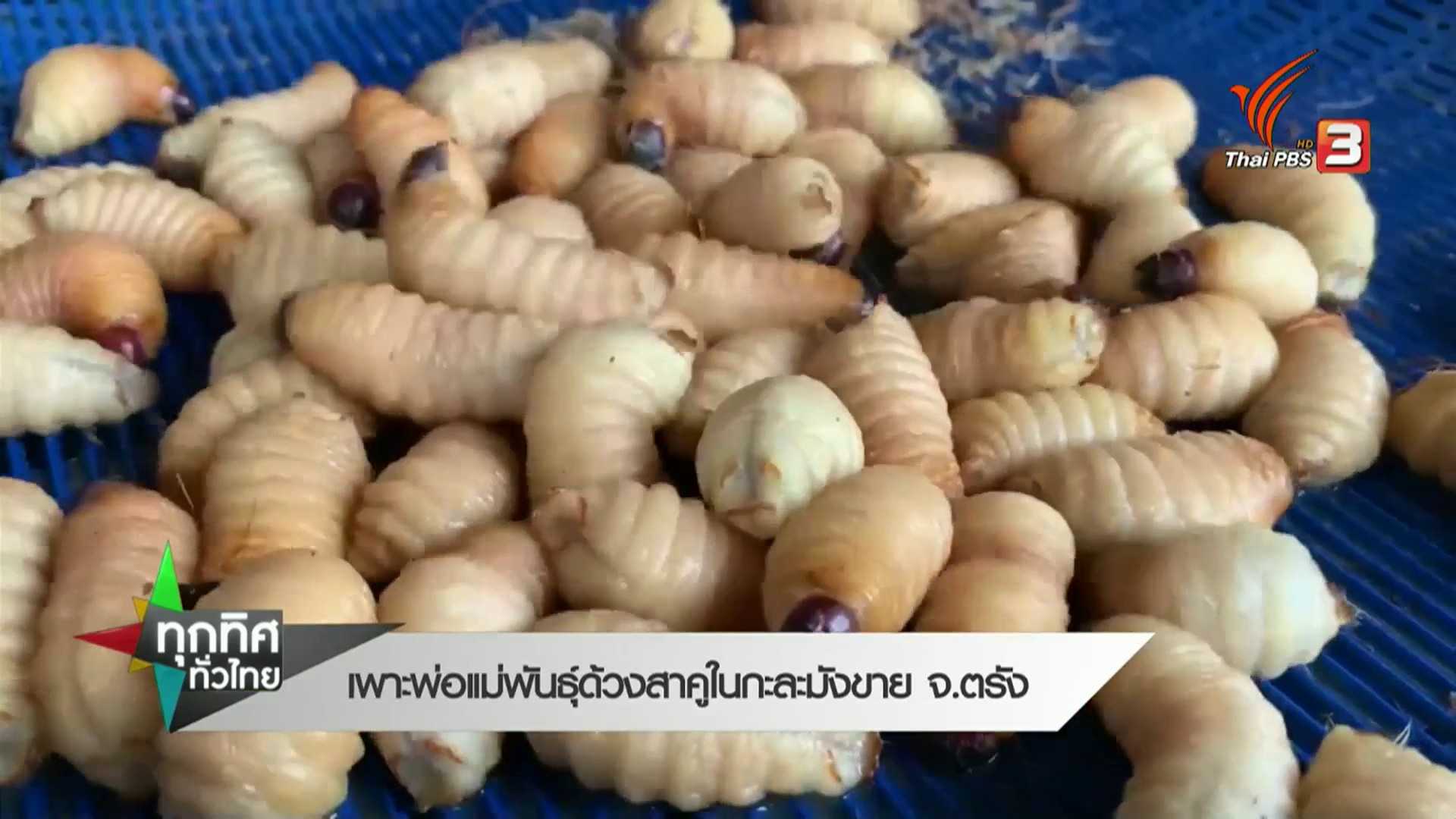 เพาะพ่อแม่พันธ์ุด้วงสาคูในกะละมังขาย-จ.ตรัง-