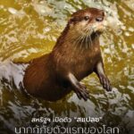 เมื่อสุนัขกู้ภัยไม่สามารถทำงานใต้น้ำได้-ไม่ว่าจะด้วยข้อจำกัด