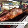 สืบสานวัวหัน-สร้างรายได้ช่วยเกษตรกร-จ.ตรัง-