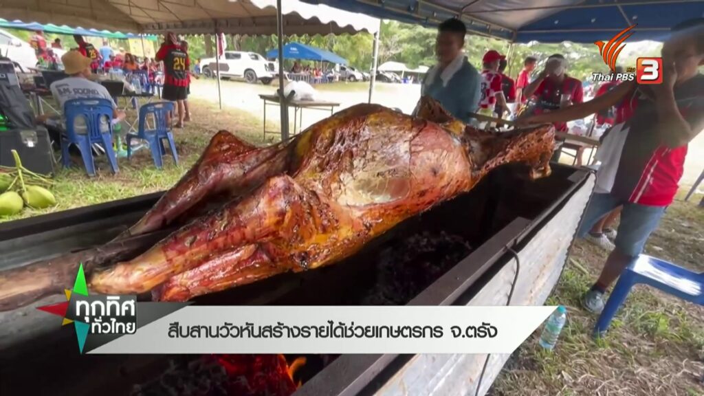 สืบสานวัวหัน-สร้างรายได้ช่วยเกษตรกร-จ.ตรัง-