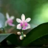“ตากาฉ่อ”-ชูช่ออวดความงามในผืนป่า-อุทยานแห่งชาติใต้ร่มเย็น