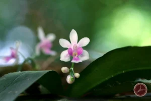 “ตากาฉ่อ”-ชูช่ออวดความงามในผืนป่า-อุทยานแห่งชาติใต้ร่มเย็น