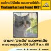 ตามหา-“อาเนีย”-แมวเพศเมีย-อายุ-3-ปี-จุดสังเกต-ตัวสีขาว-ลายสี-|-2025-08-20-07:52:00