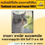 ตามหา-“อาเนีย”-แมวเพศเมีย-อายุ-3-ปี-จุดสังเกต-ตัวสีขาว-ลายสี-|-2025-08-20-07:52:00