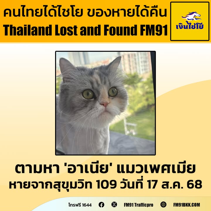 ตามหา-“อาเนีย”-แมวเพศเมีย-อายุ-3-ปี-จุดสังเกต-ตัวสีขาว-ลายสี-|-2025-08-20-07:52:00
