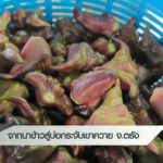 จากนาข้าว-สู่บ่อกระจับเขาควาย-จ.ตรัง-#thaipb