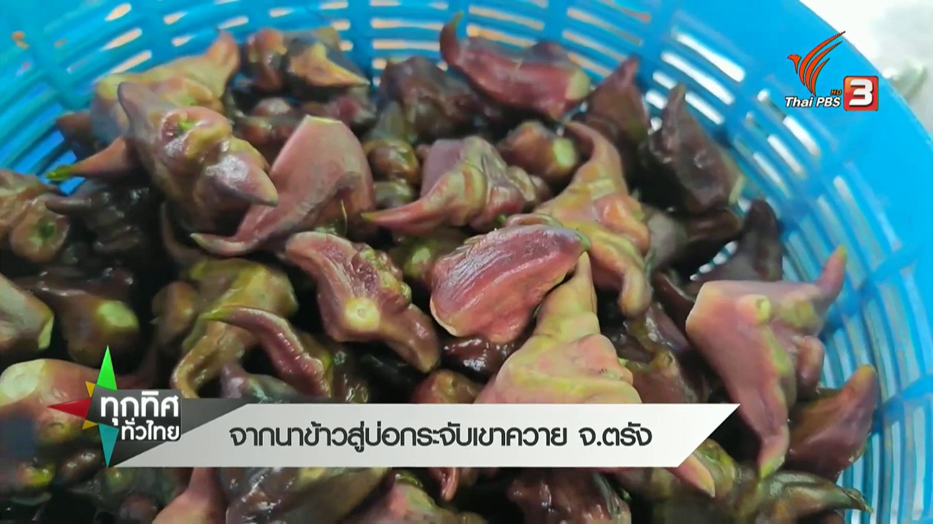 จากนาข้าว-สู่บ่อกระจับเขาควาย-จ.ตรัง-#thaipb