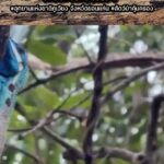 “กิ้งก่าหัวสีฟ้า”-สัตว์ป่าคุ้มครองในเขตอุทยานแห่งชาติภูเวียง