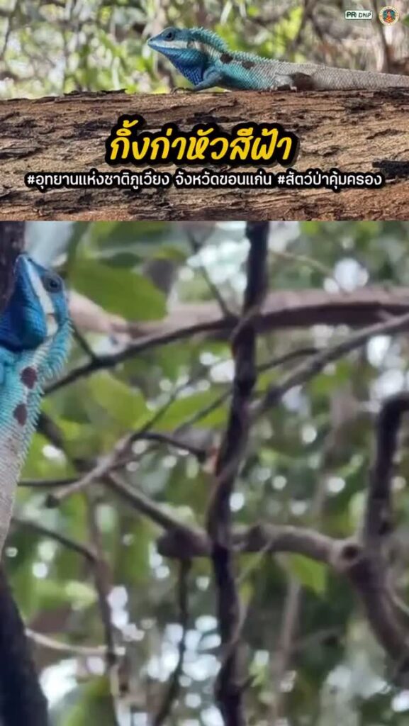 “กิ้งก่าหัวสีฟ้า”-สัตว์ป่าคุ้มครองในเขตอุทยานแห่งชาติภูเวียง