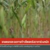 เกษตรกรชะลอขายข้าวโพดหลังราคาร่วงหนัก-(feed--with-f