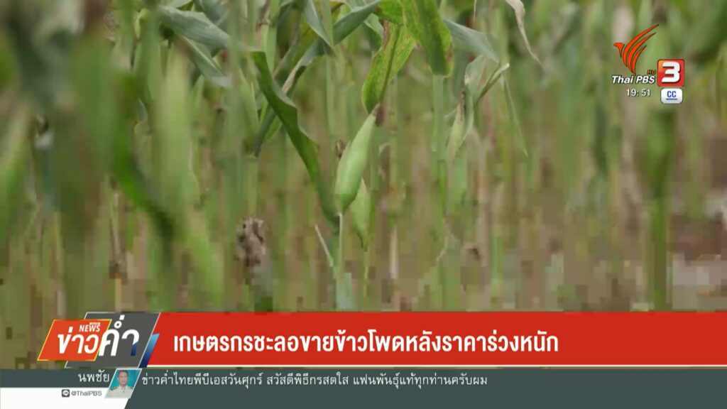 เกษตรกรชะลอขายข้าวโพดหลังราคาร่วงหนัก-(feed--with-f