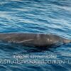 วาฬคูเวียร์-(cuviers-beaked-whale)-เป็นสัตว์เลี้ยงลูกด้วยนม