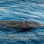 วาฬคูเวียร์-(cuviers-beaked-whale)-เป็นสัตว์เลี้ยงลูกด้วยนม