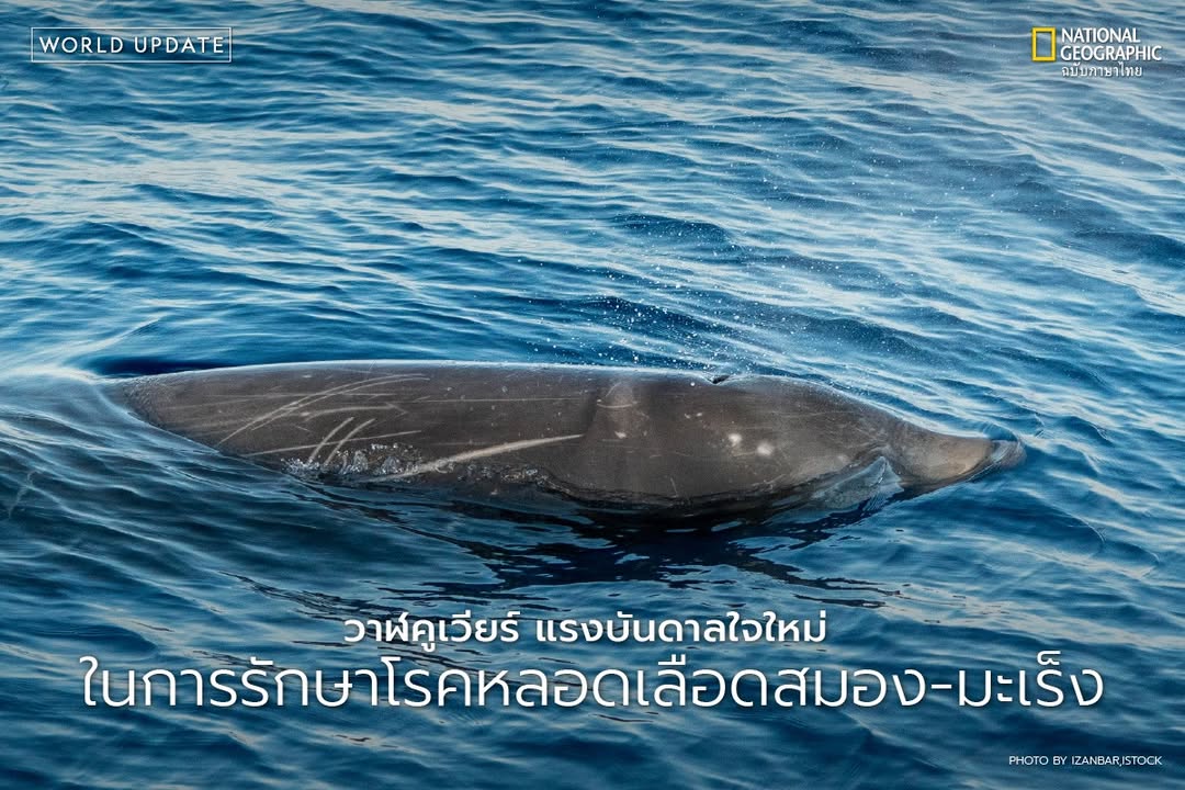 วาฬคูเวียร์-(cuviers-beaked-whale)-เป็นสัตว์เลี้ยงลูกด้วยนม