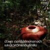 ชื่อ-บัวผุด-อาจได้มาจากการปรากฏตัวอันแปลกประหลาดที่จู่-ๆ-ด