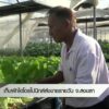 เก็บผักไฮโดรโปนิกส์ส่งขายรายวัน-จ.สงขลา-ข่าวที่คุณว