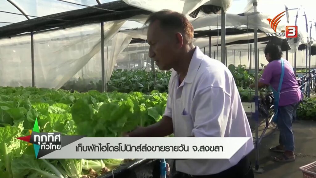 เก็บผักไฮโดรโปนิกส์ส่งขายรายวัน-จ.สงขลา-ข่าวที่คุณว
