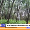 หน่วย-eod-ทำลายsะเบิดเขมรกลางสวนยาง-|-26-ส.ค