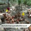 กลับบ้านจังหวัดสุราษฎร์ธานี-เลี้ยงไก่ไข่อารมณ์ดี--ข