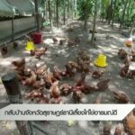 กลับบ้านจังหวัดสุราษฎร์ธานี-เลี้ยงไก่ไข่อารมณ์ดี--ข