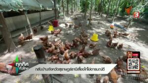 กลับบ้านจังหวัดสุราษฎร์ธานี-เลี้ยงไก่ไข่อารมณ์ดี--ข