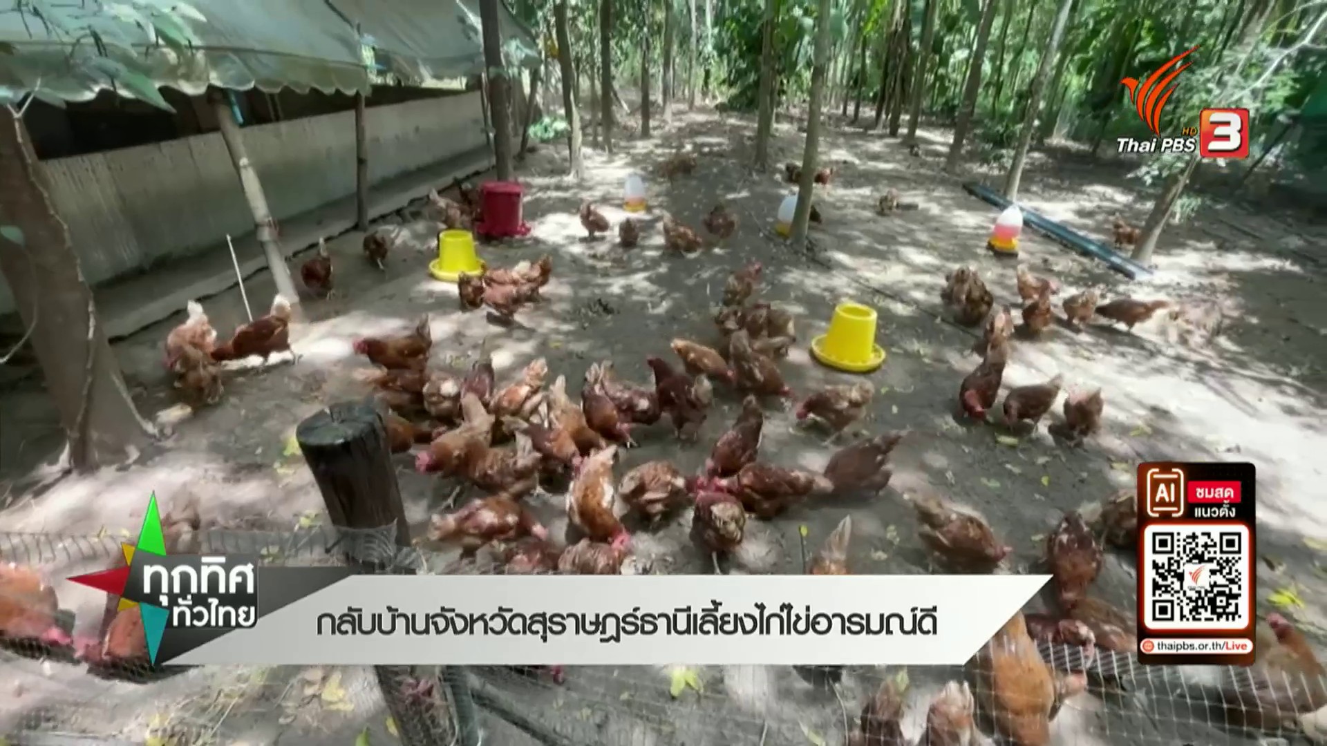 กลับบ้านจังหวัดสุราษฎร์ธานี-เลี้ยงไก่ไข่อารมณ์ดี--ข