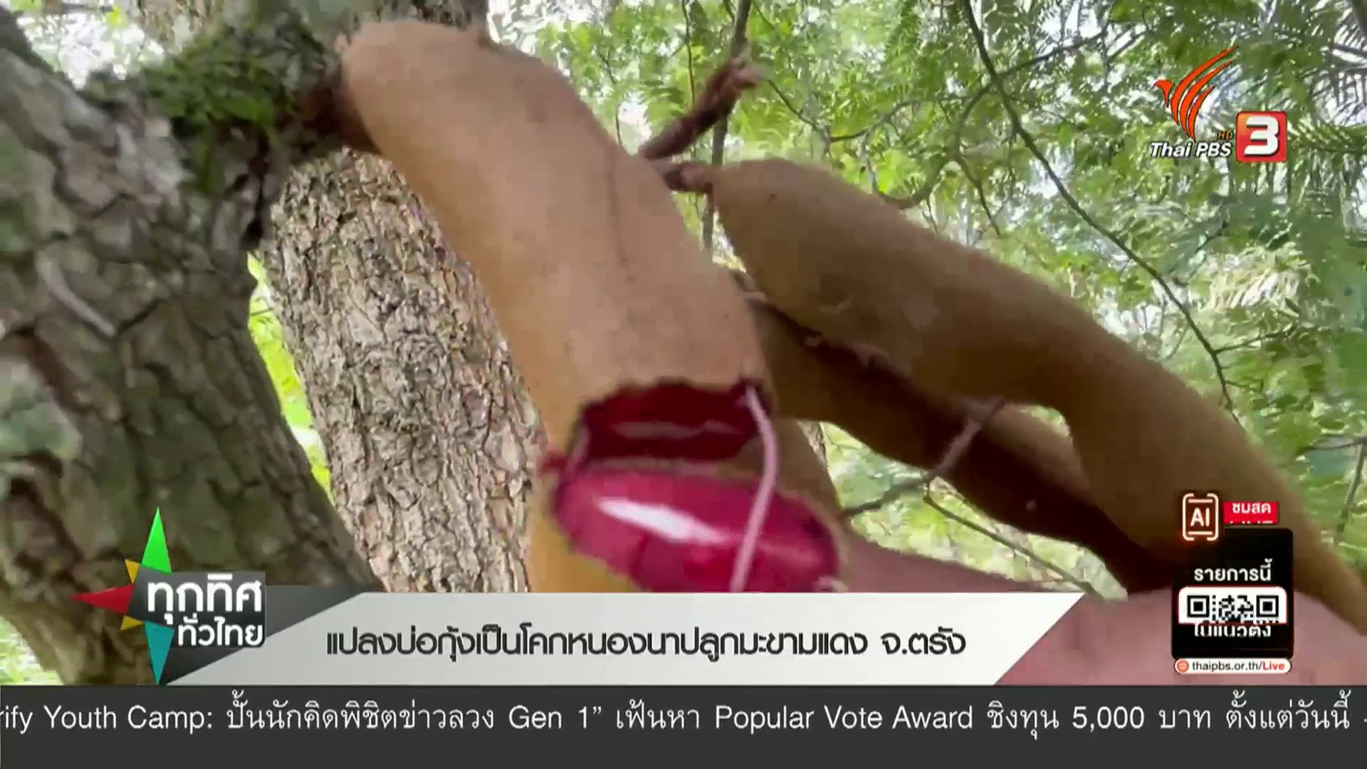 แปลงบ่อกุ้ง-เป็นโคกหนองนา-ปลูกมะขามแดง-จ.ตรัง--ข่าว