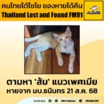 ตามหา-“ส้ม”-สีส้ม-ขาว-อายุ-4-เดือน-เพศเมีย-ใส่ปลอกคอแบบเชือก-|-2025-08-28-14:28:00