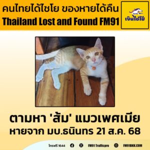 ตามหา-“ส้ม”-สีส้ม-ขาว-อายุ-4-เดือน-เพศเมีย-ใส่ปลอกคอแบบเชือก-|-2025-08-28-14:28:00