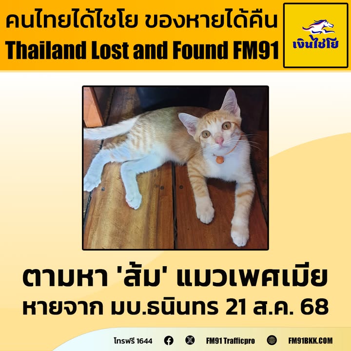 ตามหา-“ส้ม”-สีส้ม-ขาว-อายุ-4-เดือน-เพศเมีย-ใส่ปลอกคอแบบเชือก-|-2025-08-28-14:28:00