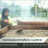 หอยทรายมรดกอาหารพื้นบ้าน-จ.นราธิวาส--ข่าวที่คุณวางใ