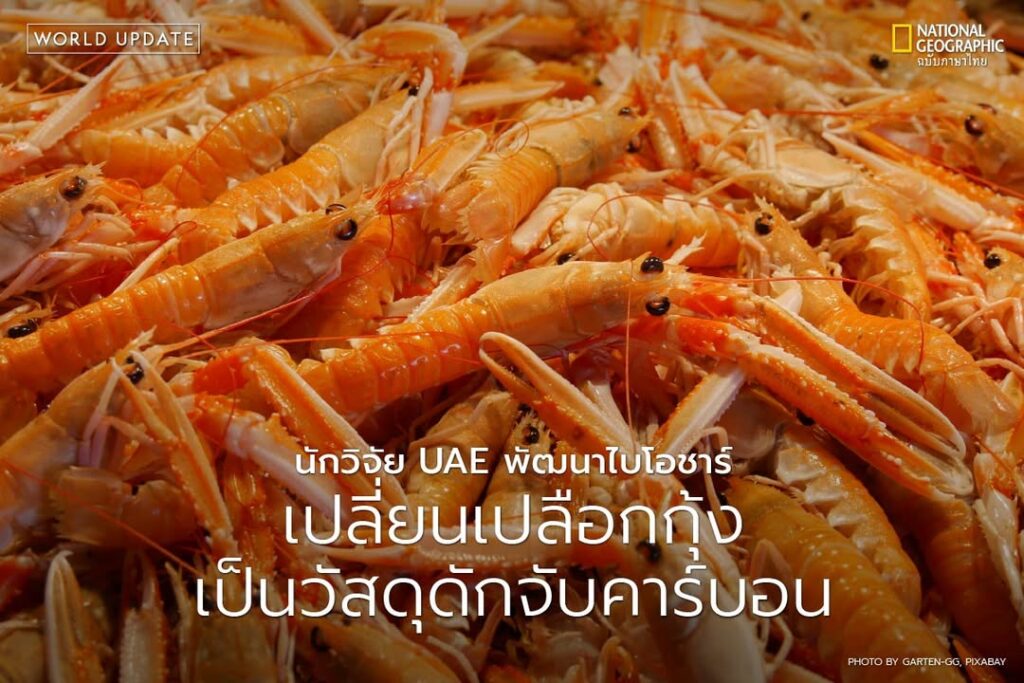 ทุกปี-โลกต้องรับมือกับขยะจากอาหารทะเลนับล้านตัน-โดยเฉพาะเปลื