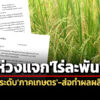 ‘สศช.’เตือนแจกเงิน’ชาวนา’ไร่ละ-1-พันบาท-ไม่เอื้อยกระดับแข่งขันฯ-ส่อทำผลผลิต’ข้าว’ล้นตลาด